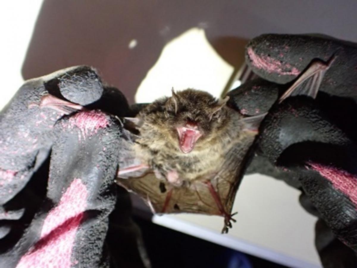 ヒメホオヒゲコウモリ