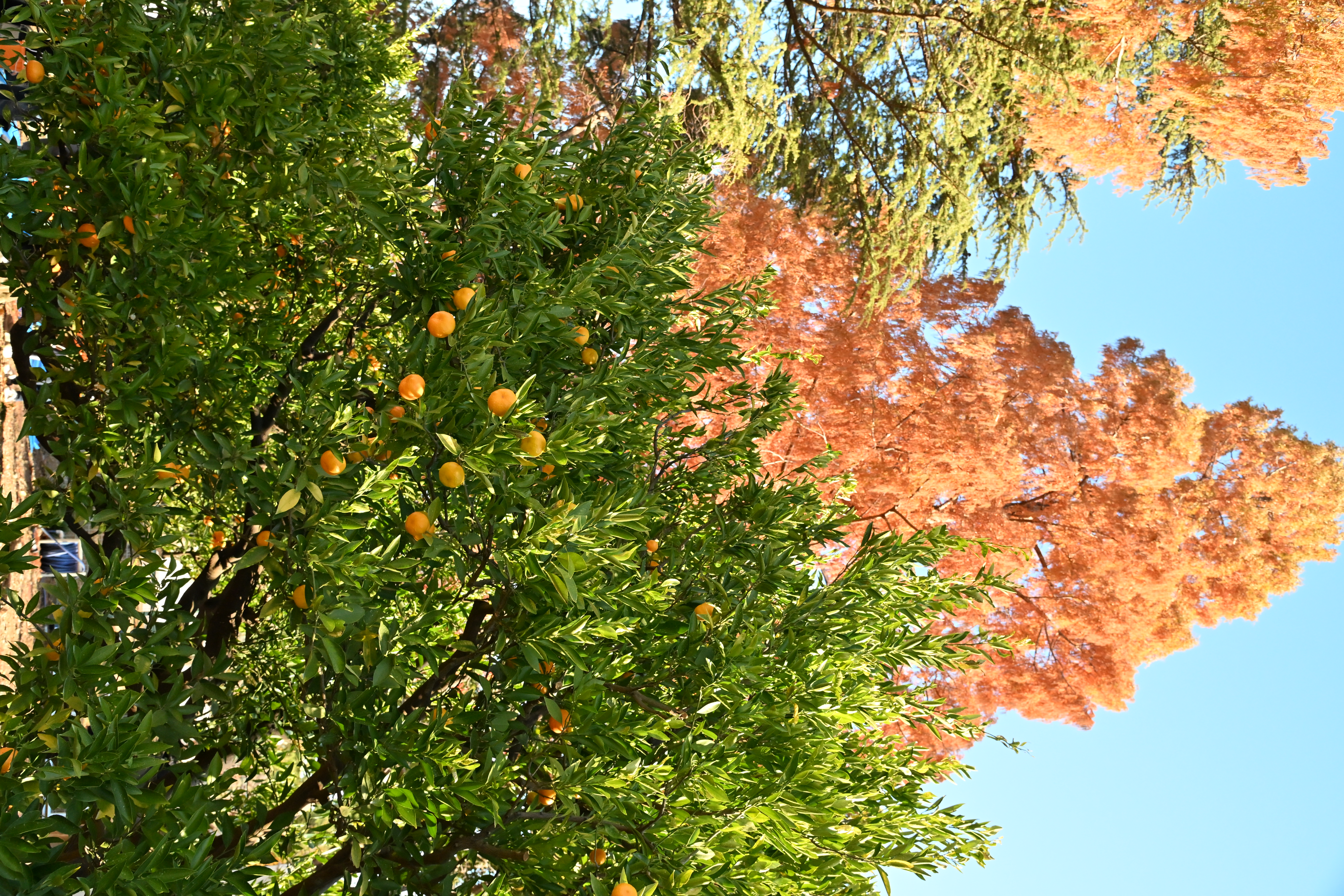 家康公お手植の蜜柑の収穫