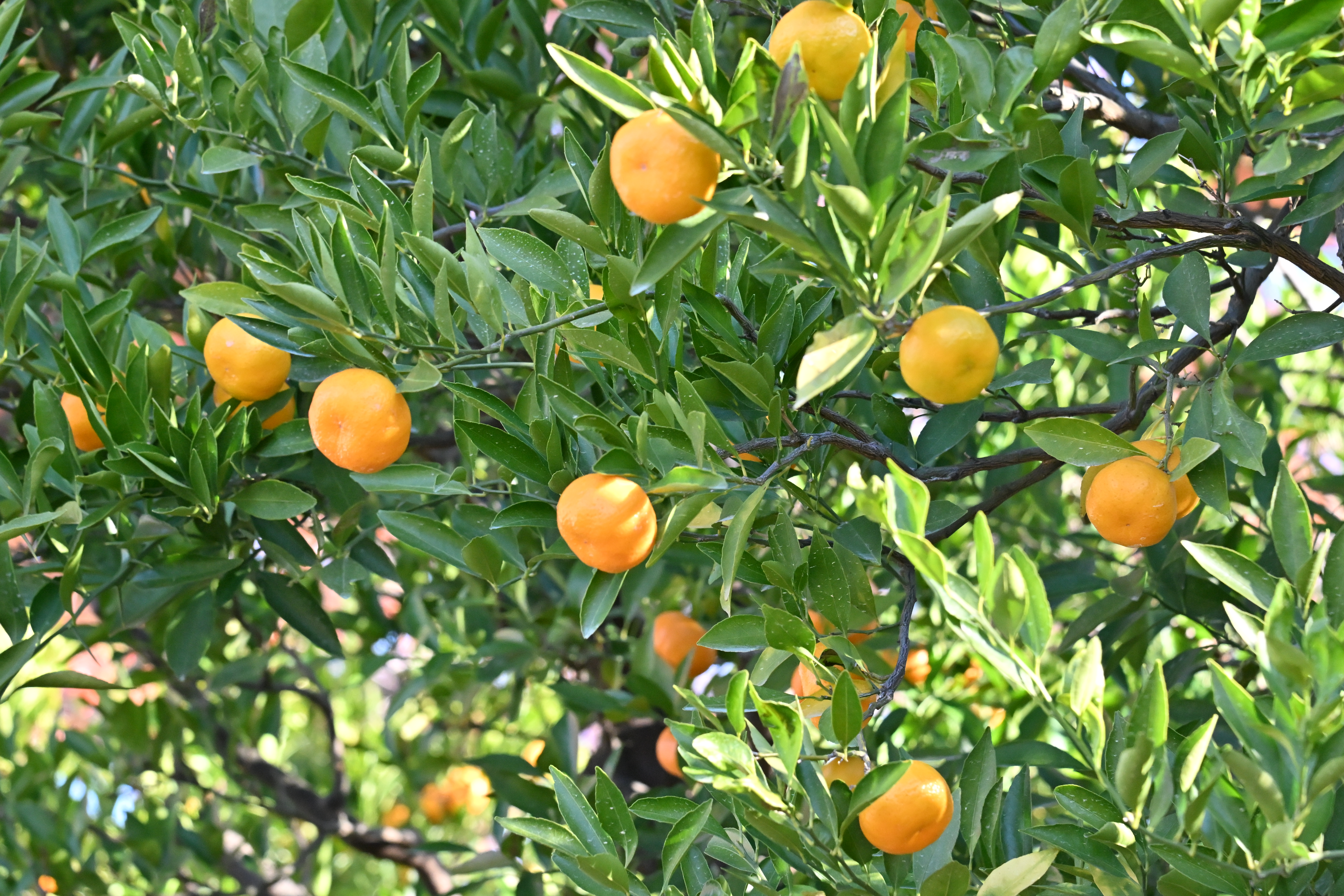 家康公お手植の蜜柑の収穫