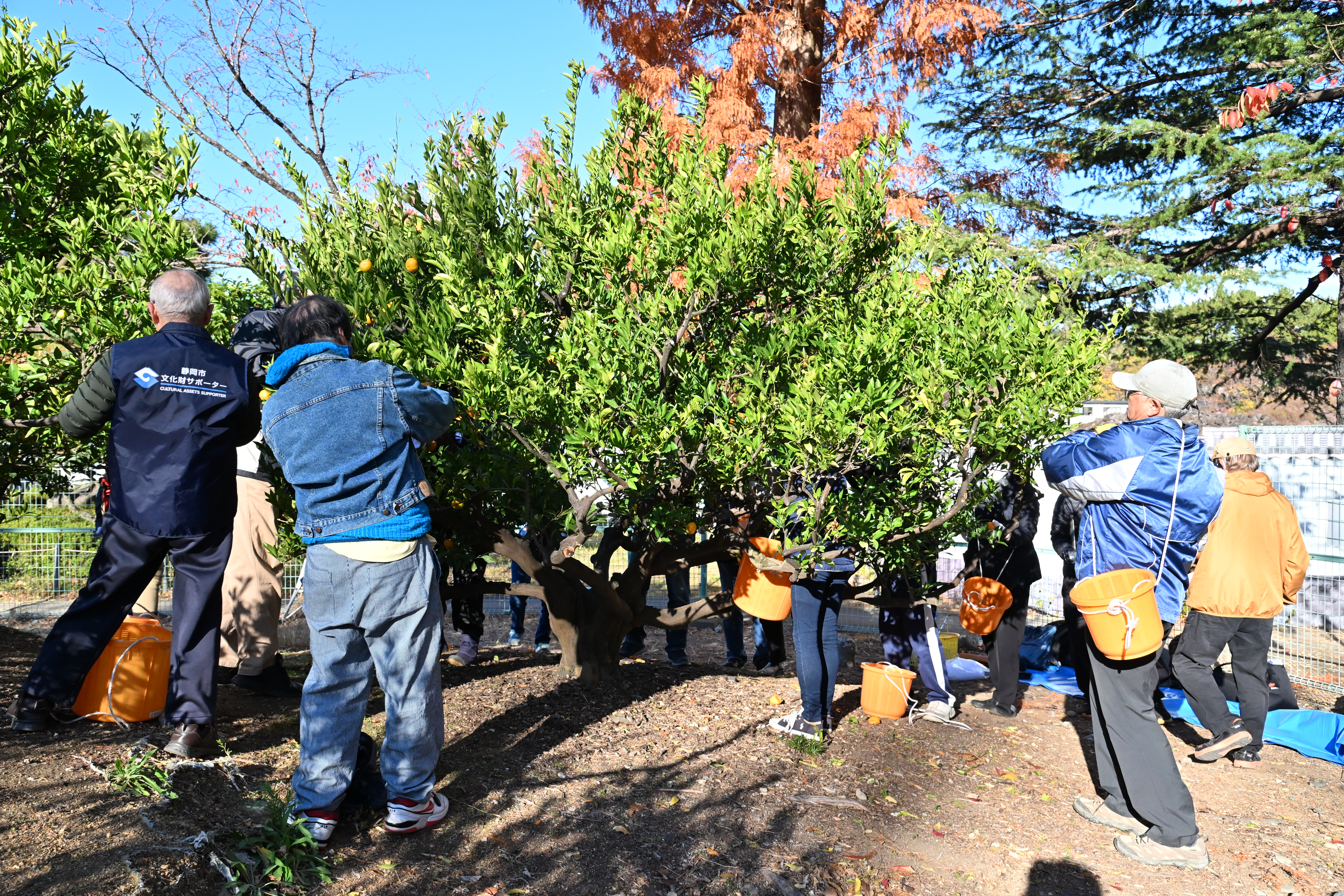 家康公お手植の蜜柑の収穫