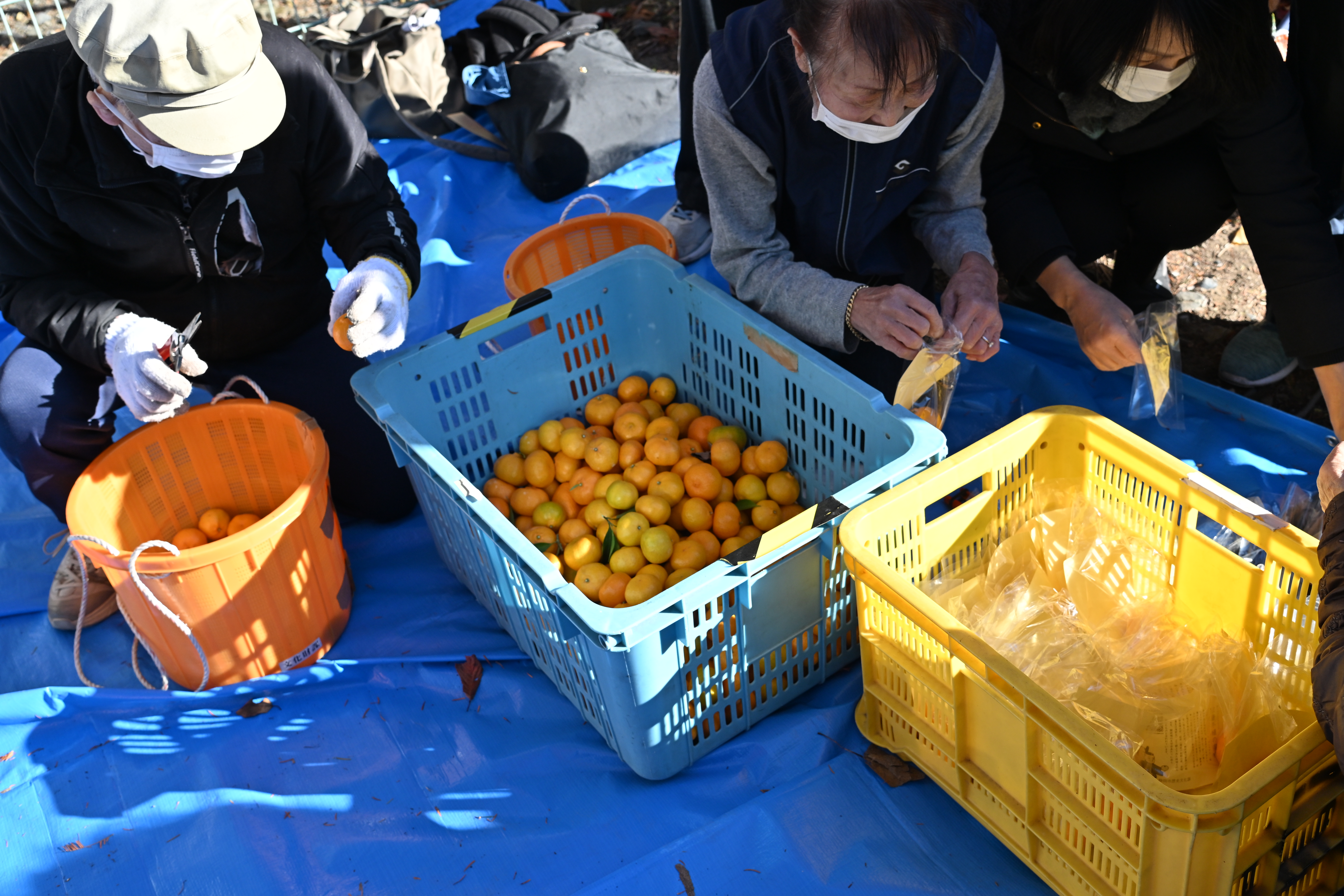 家康公お手植の蜜柑の収穫