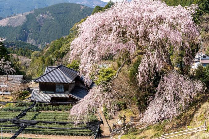 しだれ桜
