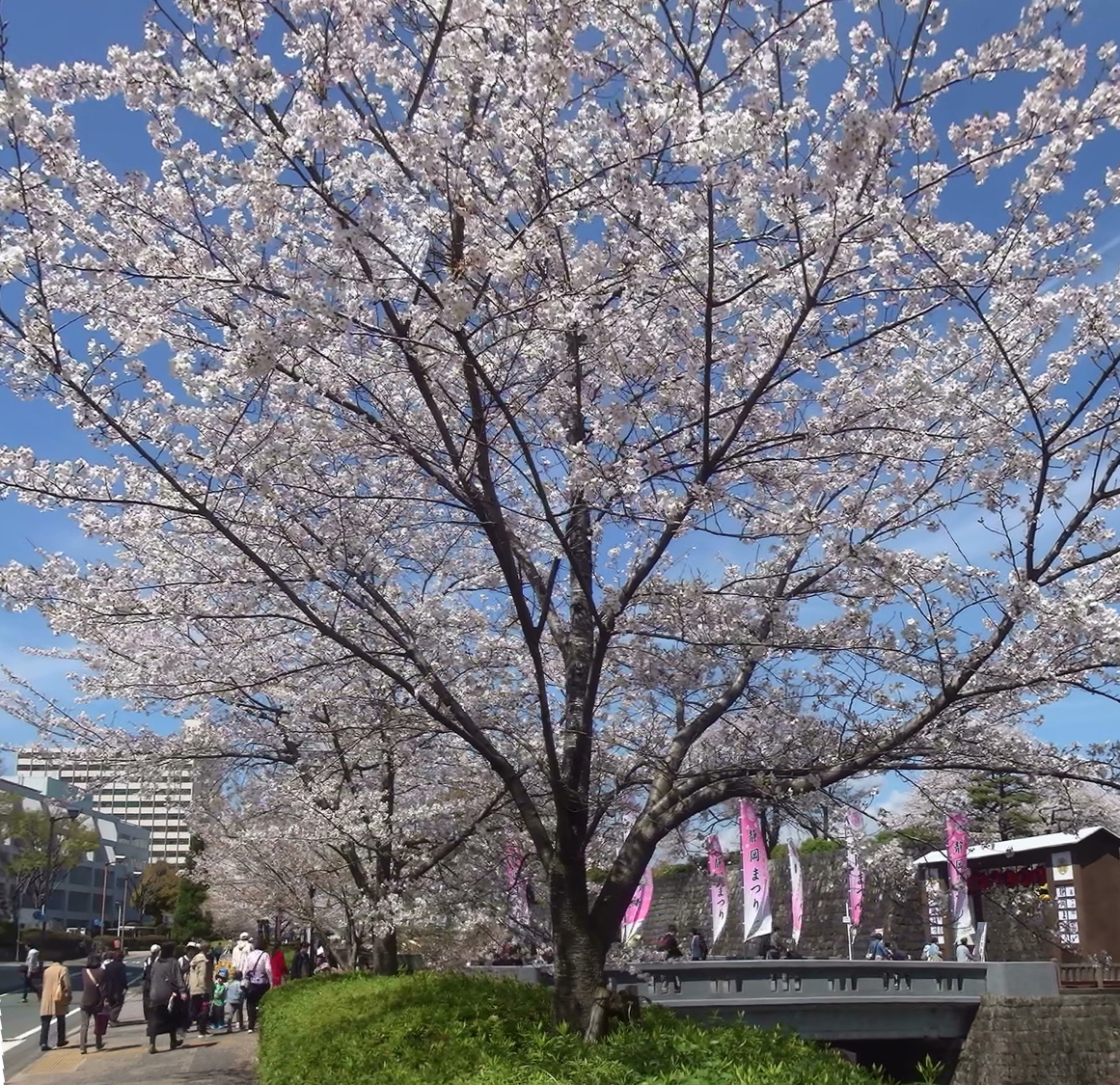 静岡まつり賑わう