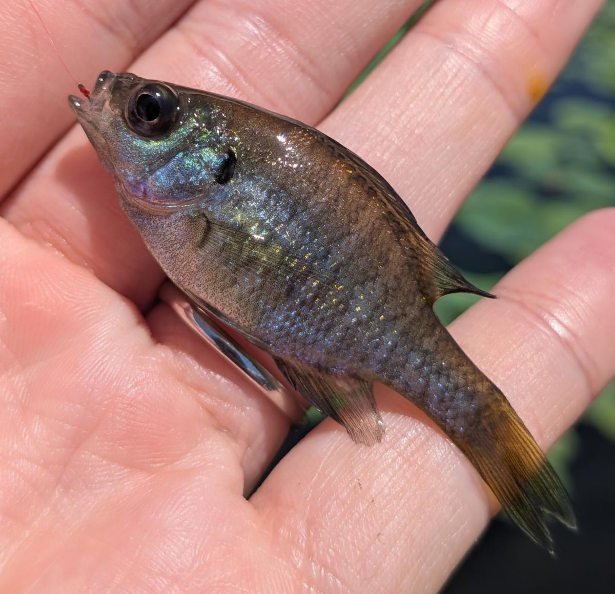 bluegill