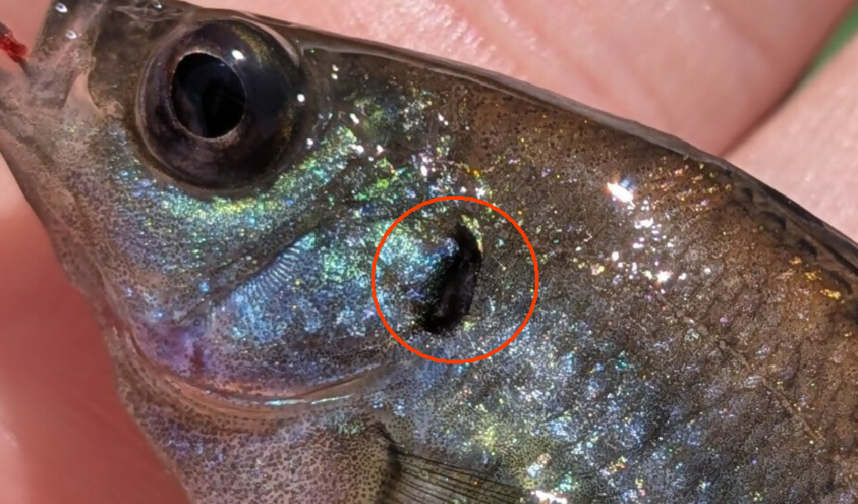 bluegill2