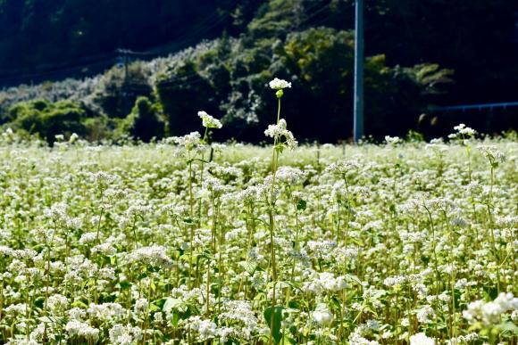 一面に広がるそばの花