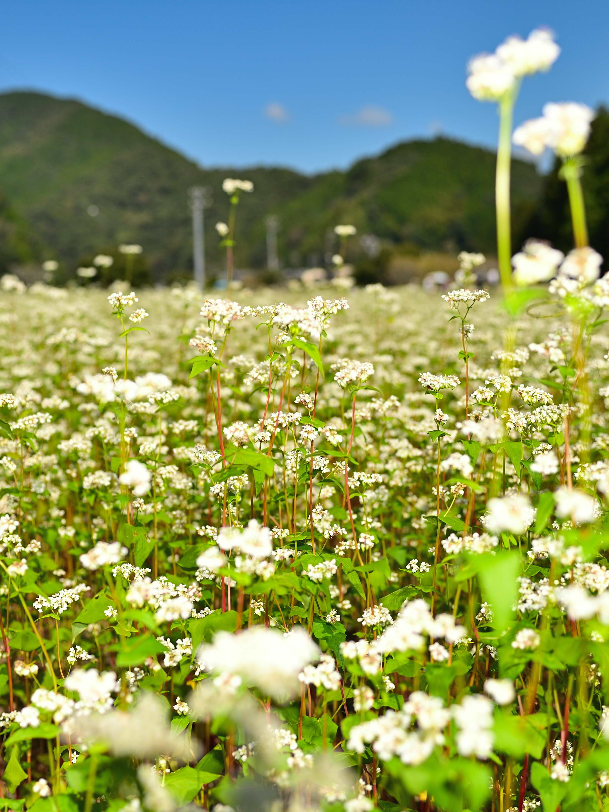 大川そばの花見会の様子2