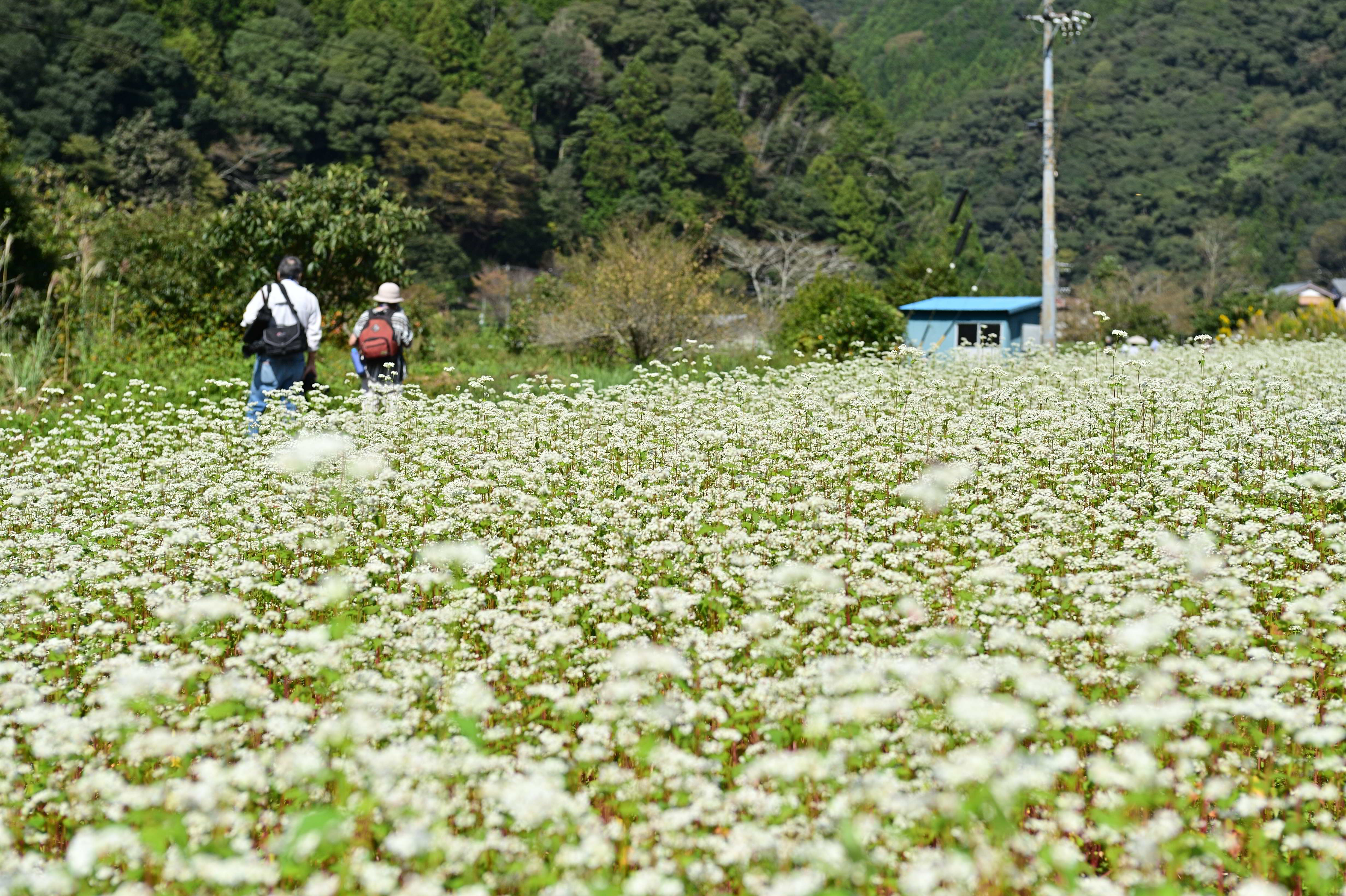 大川そばの花見会の様子3