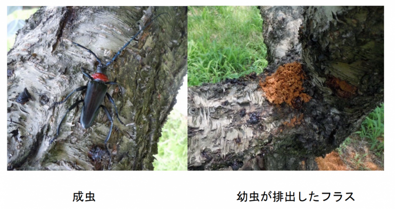 kubiaka_