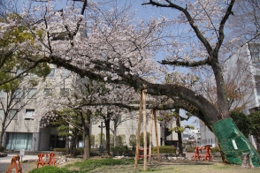 樹齢70年を超える立派な桜の木