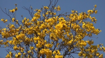 澄んだ青空にイペーの黄色い花がよく映える