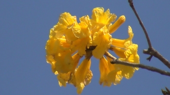 見ているだけで元気になるような鮮やかな黄色のイペーの花