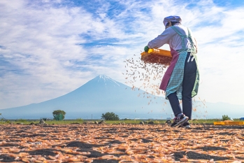 富士山をバックに桜えびを撒く人