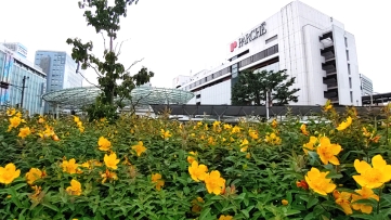 セイヨウキンシバイの鮮やか黄色が静岡駅前を彩っている