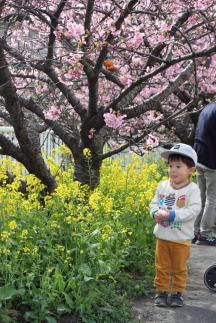 河津桜と菜の花を楽しむ男の子