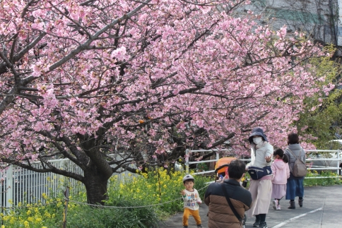 河津桜と菜の花と記念撮影する親子