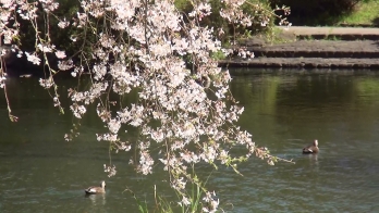 しだれ桜と池を泳ぐ鴨
