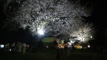 駿府城公園内の桜がライトアップされている