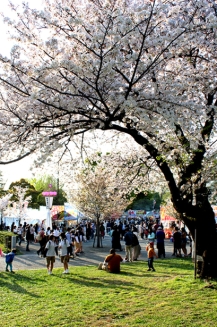 駿府城公園の桜は満開となり、その下を祭りを見に来た人たち歩いている