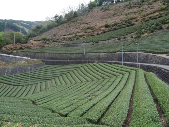 山の斜面いっぱいに茶畑が広がっている