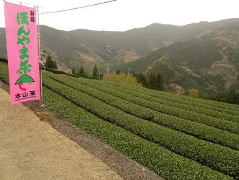 山々を見下ろす高い場所でお茶が栽培されている
