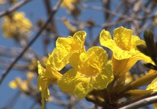 トランペットの形をした黄色い花が咲いている