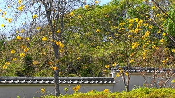 一本の木にいくつもの黄色い花が咲いている