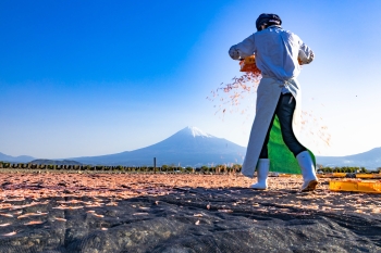 富士山を背景に大量のサクラエビが富士川河川敷に天日干しされている