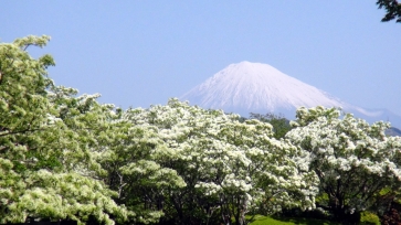 雪を被った富士山を背景に、白い花が咲き誇るナンジャモンジャの木々