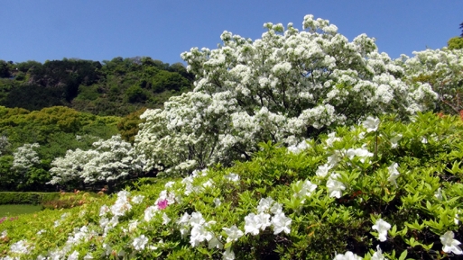 ナンジャモンジャの木と、同じく白い花を咲かせたツツジ
