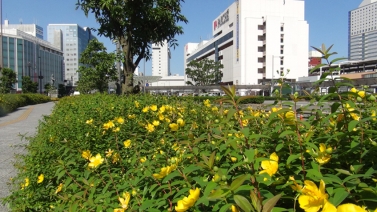 青空と静岡駅を背景に、黄色いセイヨウキンシバイが咲いている