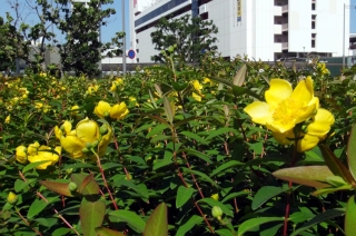 セイヨウキンシバイの花々は、空に向かって咲き誇る