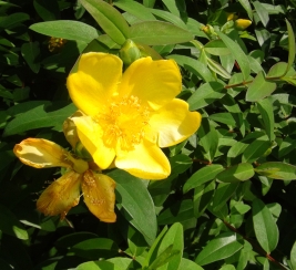 アップで撮った花。花びらも雌しべも雄しべも真っ黄色！