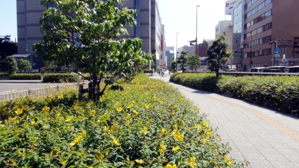黄色いセイヨウキンシバイがJR静岡駅北口駅前ロータリー脇の歩道を彩っている