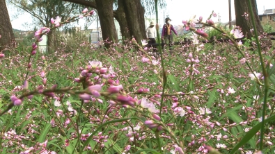 細くカーブした茎に桜に似たピンク色の小さな花をたくさん咲かせたサクラタデが、一面に広がっている。