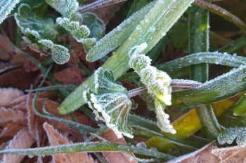 緑色の植物に白く霜がついている。