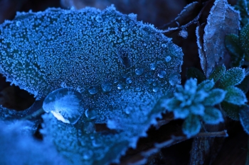 全体的に青みが強い写真で、霜がおりた植物をアップでとらえている。葉の上のしずくが印象的。