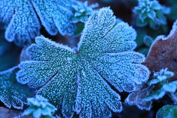 同じく、全体的に青みが強い写真で、霜がおりた植物をアップでとらえている。霜ひとつひとつがはっきりしている。