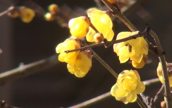 ロウバイをアップで写した写真。薄黄色の花びらが光に透けて輝いている。