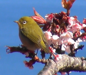 メジロと思われる鳥が、薄いピンク色の花をつけた枝にとまっている。