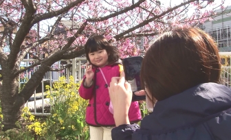 小さな女の子が桜の木の下で記念撮影をしている。