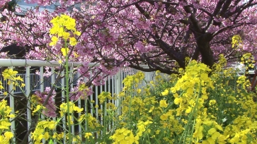 河津桜のピンク色と菜の花の黄色が、どちらも色鮮やかで、春の訪れを感じる。