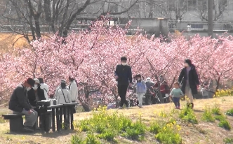 桜並木の脇を散歩する親子やベンチに座っておしゃべりを楽しむ夫婦。