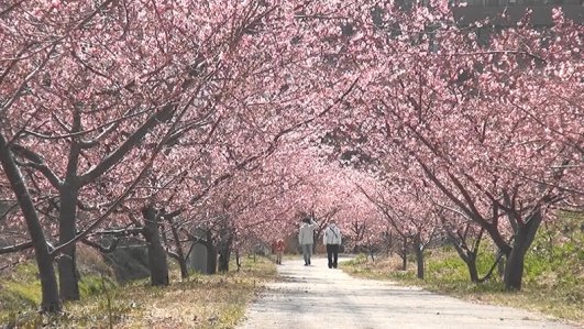 満開の桜トンネル。