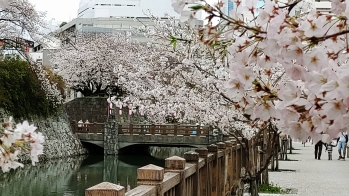 新静岡セノバ前の外堀の桜が満開を迎えている。