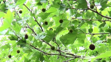 プラタナスの木の実がたくさん生っている