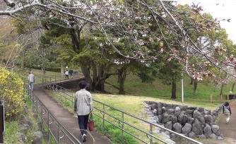 桜の木の下を散歩している人々