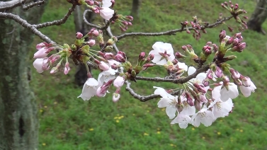 一部蕾の残る桜