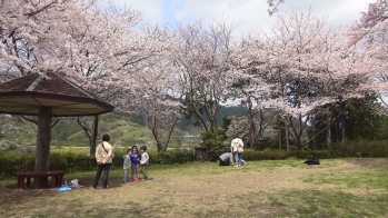 桜の木の下で桜を見る家族