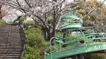 ローラースライダーの脇に植えられた桜